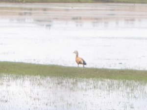 Ruddy Shelduck