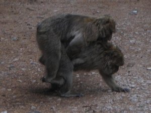 Barbary Ape