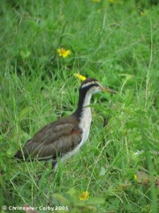 Wattled Jacana (Juvenile)