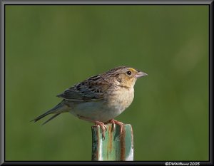 Grasshopper Sparrow