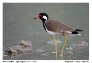 Red-wattled Lapwing