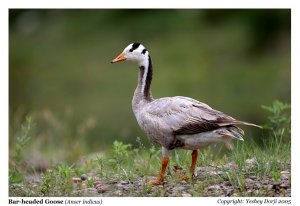 Bar-headed Goose