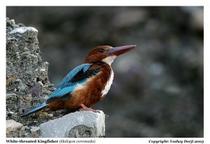 White-throated Kingfisher