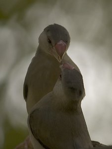 Java Finches