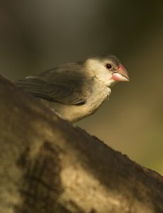 juvenile java finch