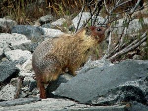 Yellow Bellied Marmot