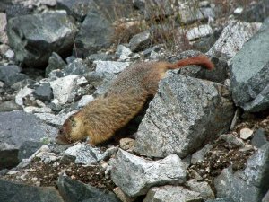 Marmot