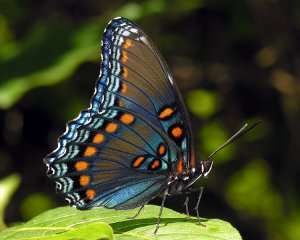 Red-spotted Purple