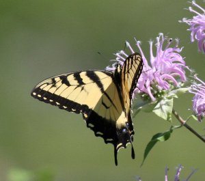 Eastern Tiger Swallowtail