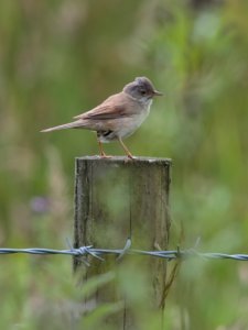 Whitethroat