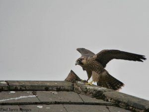 Peregrine Falcon