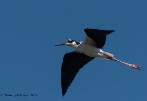 Black-necked Stilt, doing a fly by