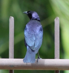 Shiny Cowbird (male)