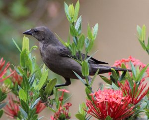 Shiny Cowbird (female)