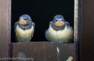 Little and large - Swallows - Lifer