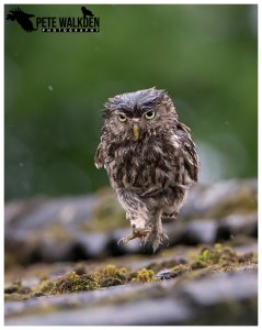 Little Owl