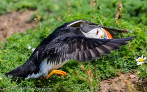 Puffin with sand eels legging it back to it's burrow