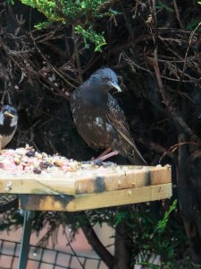 Young Starling