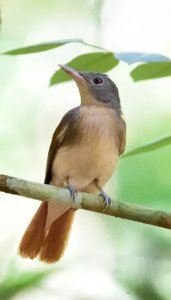 Rufous-winged Philentoma