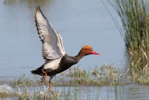 Red-Crested Pochard