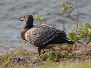 Brent Goose