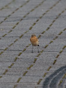 Wheatear