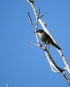 Sardinian Warbler