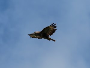 Slope-soaring Buzzard