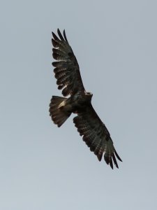 Tight turning Buzzard