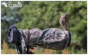 Little Owl