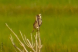 Seaside Sparrow Sings
