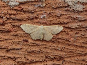 Riband Wave