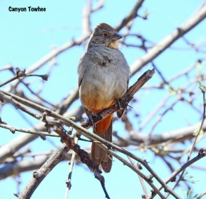 Canyon Towhee