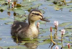 Mallard Duckling