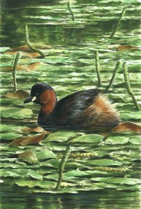 Little Grebe