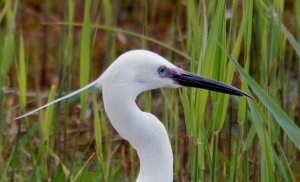 Little Egret Portrait