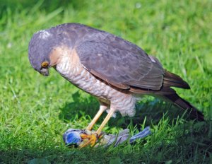 Sparrowhawk with Prey