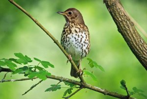 Song Thrush