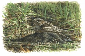 Eurasian nightjar