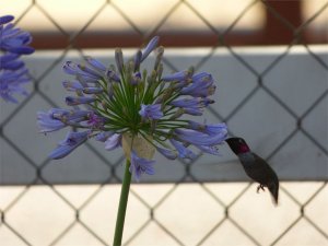 Anna's Hummingbird