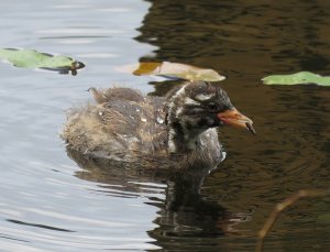 little grebe