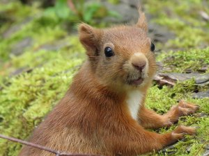 red squirel