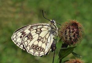 Marbled White