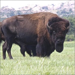 American Bison