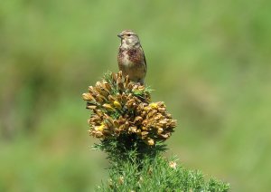 linnet