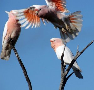 Major Mitchell's Cockatoos