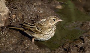 Juvenile Tree Pipit