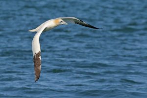 Gannet