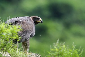 Sub adult golden eagle