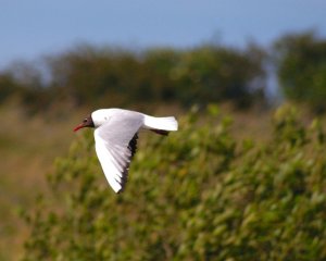 Black Headed Gull